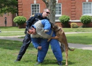 Canine officer 1st class Brantley with k-9 partner Jericho are demonstrating suspect apprehension. Corporal Martin of the Wheeling PD is acting as,the suspect. demonstrating apprehension, explosive detection and drug detection. Not shown are K9 officer Pugh and Officers Ryan Moore and Carlie Haywood, recent WLU graduates in Criminal justice