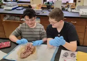 Lab partners Silas Vickers and Luke Kuntz identify structures in the pig heart