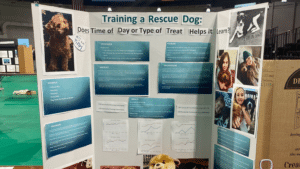 Training a service dog project