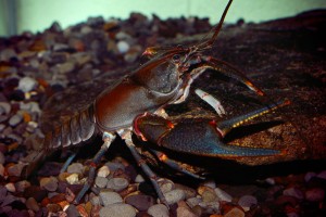 Big Sandy Crayfish, Credit: Zachary Loughman, West Liberty University